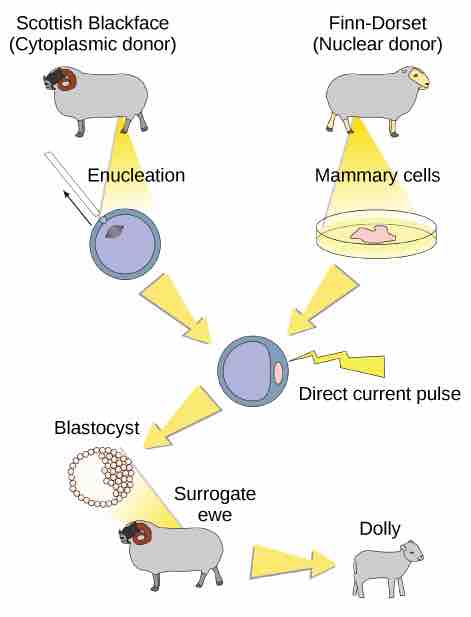 Reproductive Cloning of Dolly, the Sheep