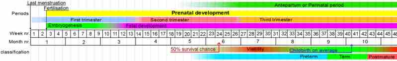 Timeline of prenatal development