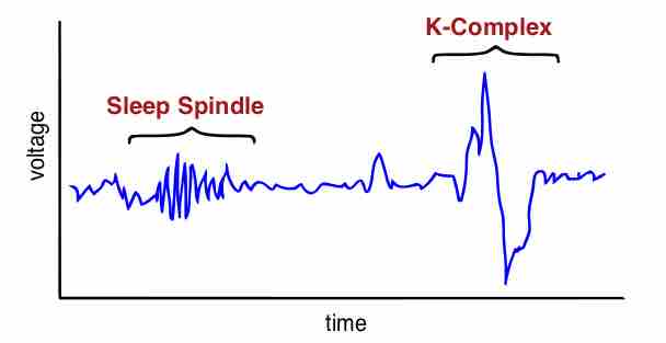 Sleep spindles and K-complexes
