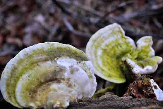 Fungi as decomposers